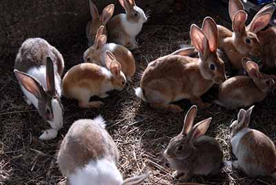 Short tailed keywords are like rabbits